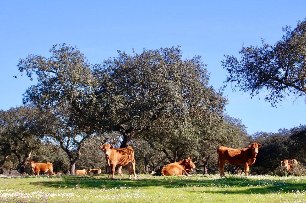 Herdade Da Burquilheira Family Retreat Alcáçovas Zewnętrze zdjęcie