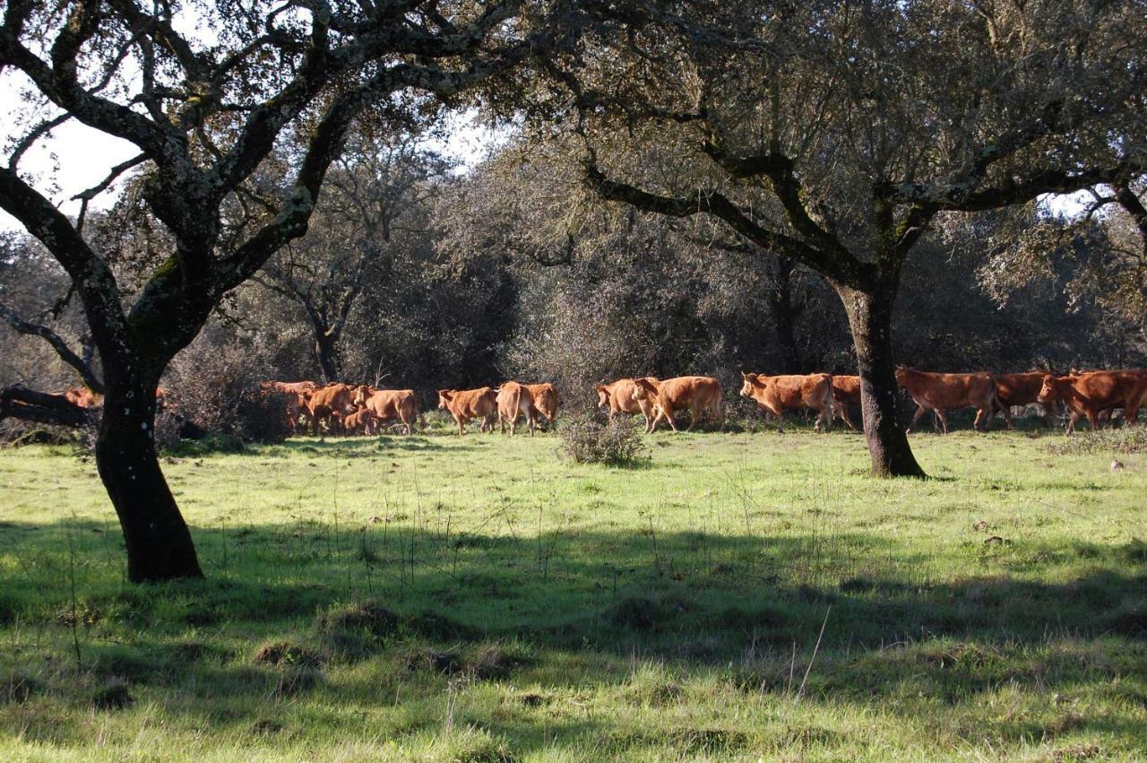 Herdade Da Burquilheira Family Retreat Alcáçovas Zewnętrze zdjęcie